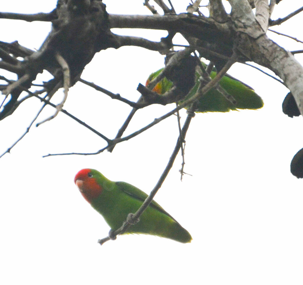 Red-headed Lovebird, identification