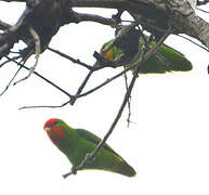 Red-headed Lovebird