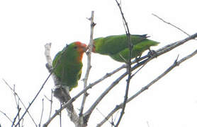 Red-headed Lovebird