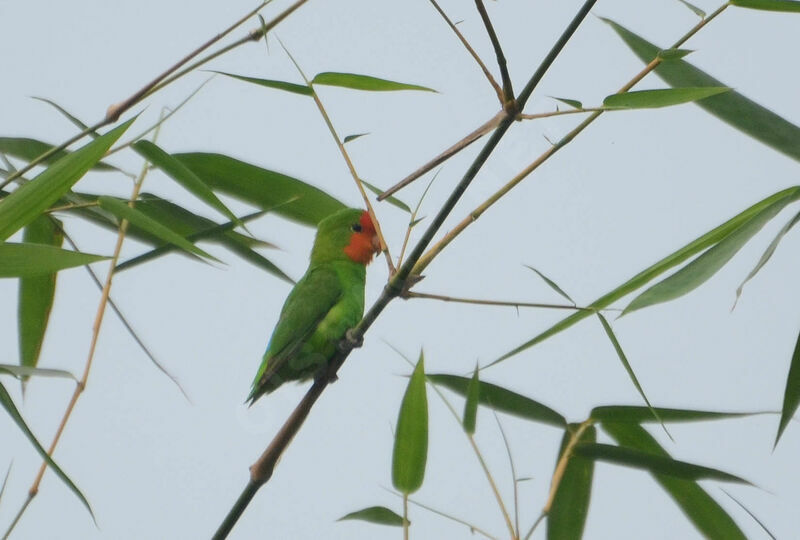 Red-headed Lovebird, identification