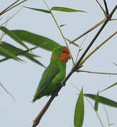 Red-headed Lovebird