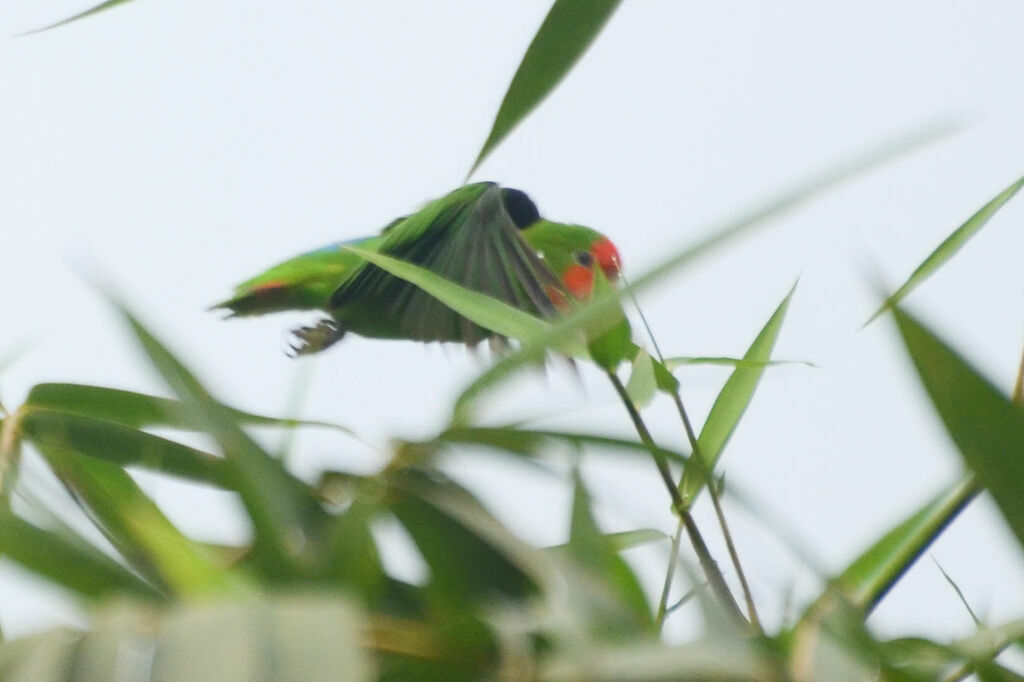 Red-headed Lovebirdadult, Flight