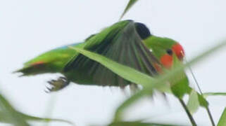 Red-headed Lovebird