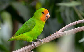 Red-headed Lovebird