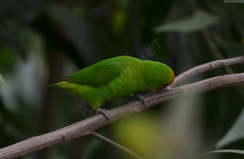 Red-headed Lovebirdadult