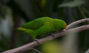 Red-headed Lovebird