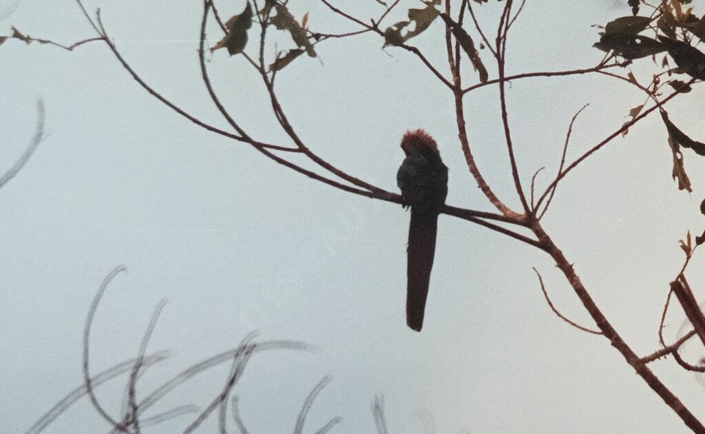 Forest Wood Hoopoe