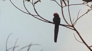 Forest Wood Hoopoe