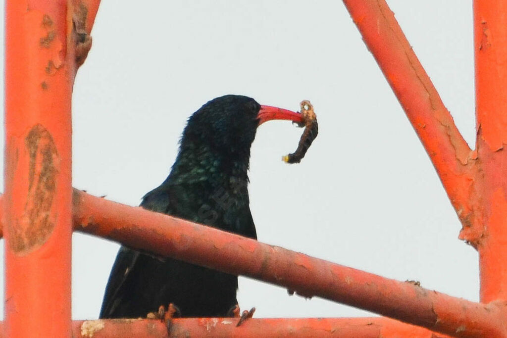 Green Wood Hoopoeadult, feeding habits