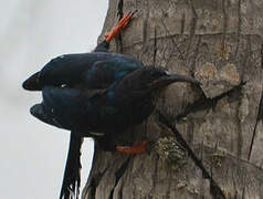 Green Wood Hoopoe