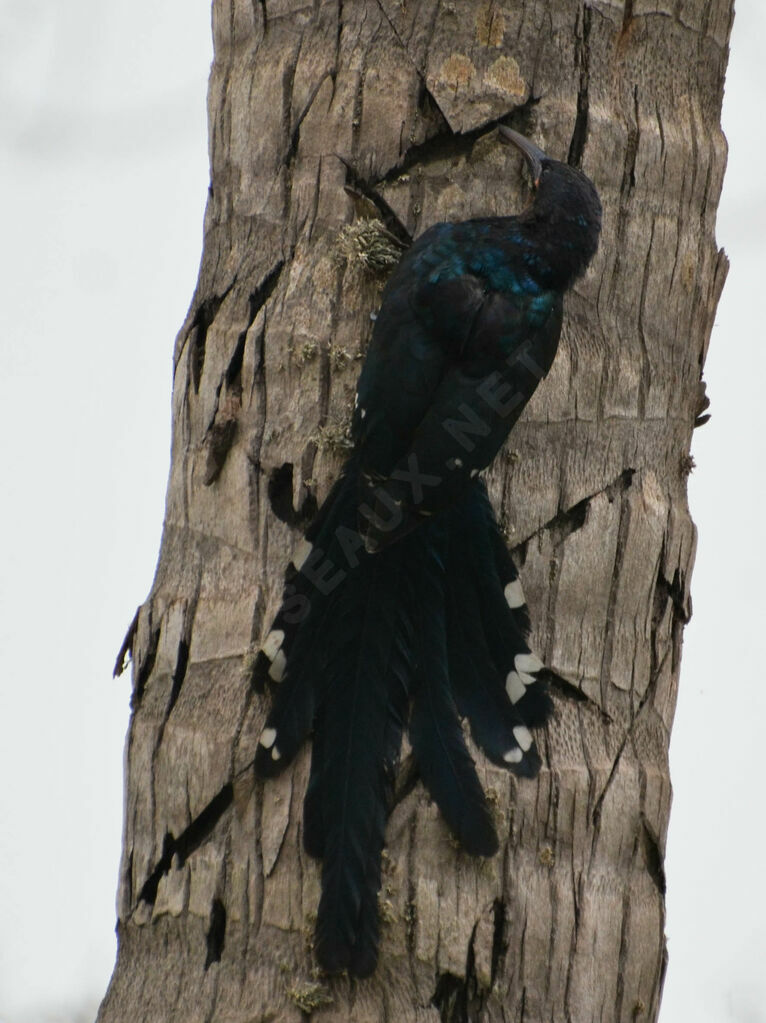 Green Wood Hoopoe