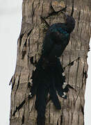 Green Wood Hoopoe