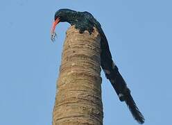 Green Wood Hoopoe