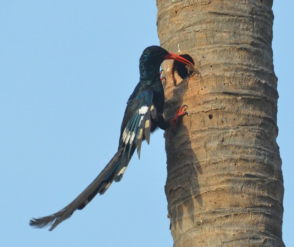 Green Wood Hoopoeadult, identification, Reproduction-nesting