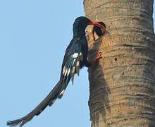 Green Wood Hoopoe