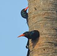 Green Wood Hoopoe