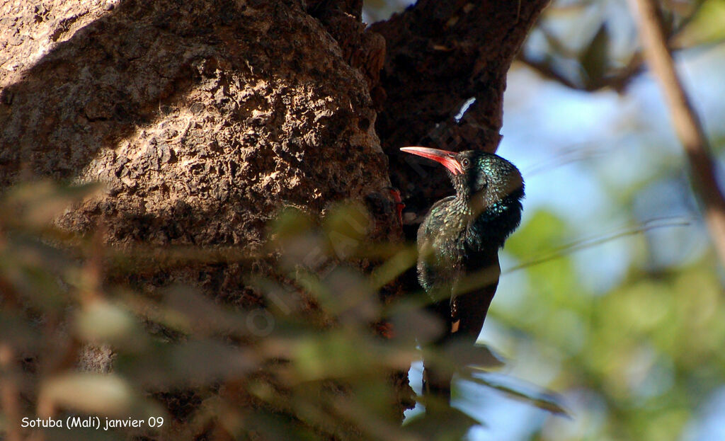 Irrisor moqueuradulte nuptial, identification, Nidification