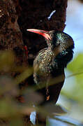 Green Wood Hoopoe