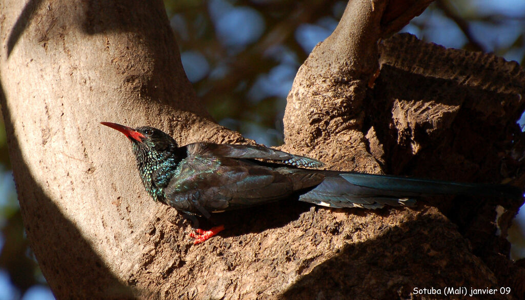 Green Wood Hoopoeadult, identification