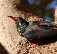 Green Wood Hoopoe