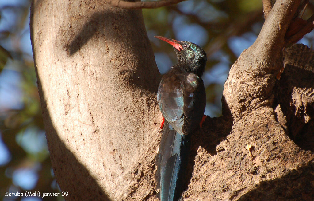 Irrisor moqueuradulte, identification