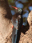 Green Wood Hoopoe