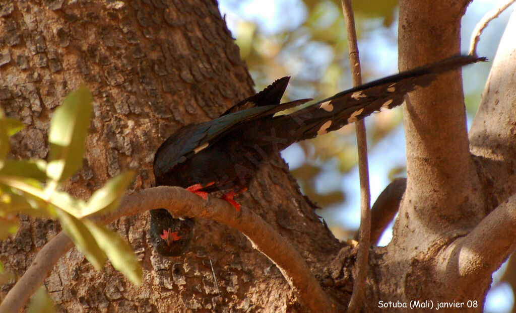 Green Wood Hoopoeadult breeding, identification