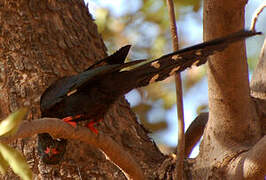 Green Wood Hoopoe