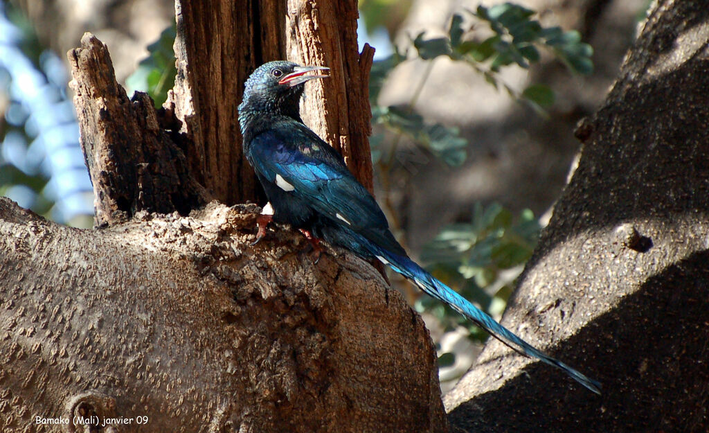 Green Wood Hoopoe, identification