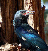 Green Wood Hoopoe