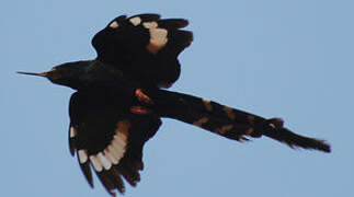 Green Wood Hoopoe