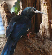 Green Wood Hoopoe