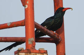 Green Wood Hoopoe