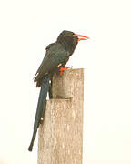 Green Wood Hoopoe