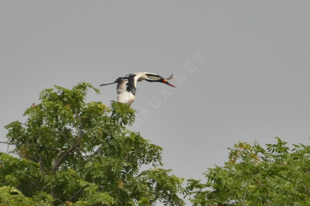 Saddle-billed Stork, Flight