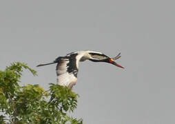 Saddle-billed Stork