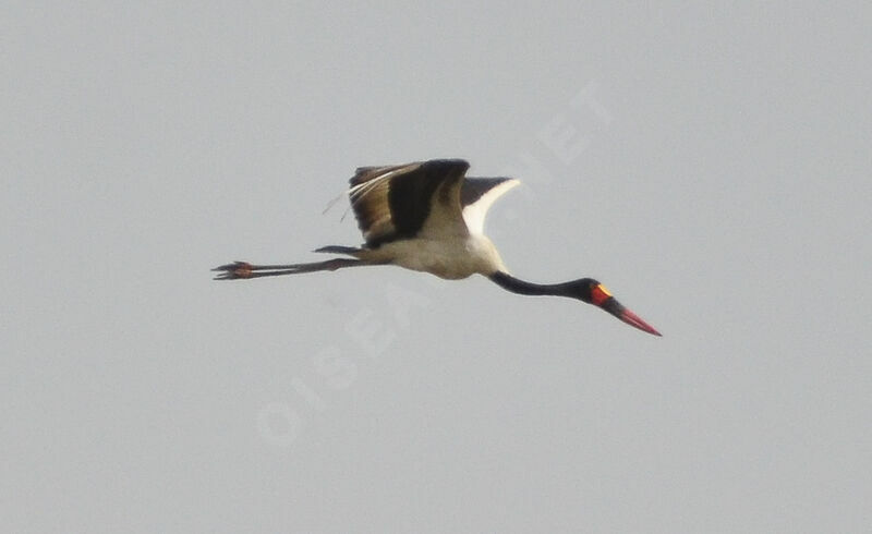 Saddle-billed Stork, Flight