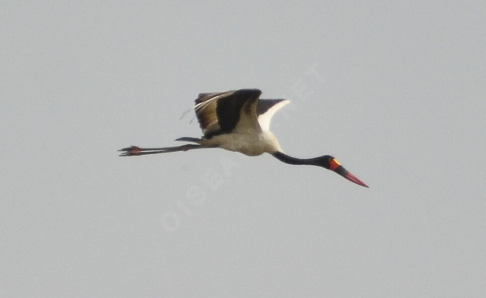 Jabiru d'Afrique, Vol