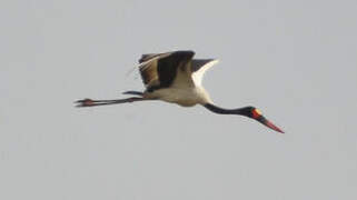 Saddle-billed Stork