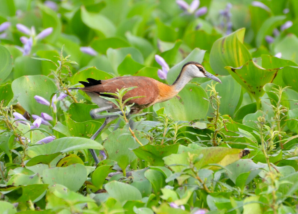 Jacana à poitrine doréeimmature, identification