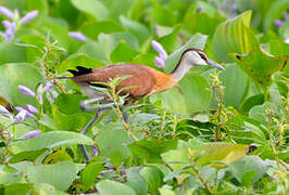 Jacana à poitrine dorée