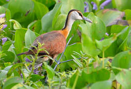 Jacana à poitrine dorée