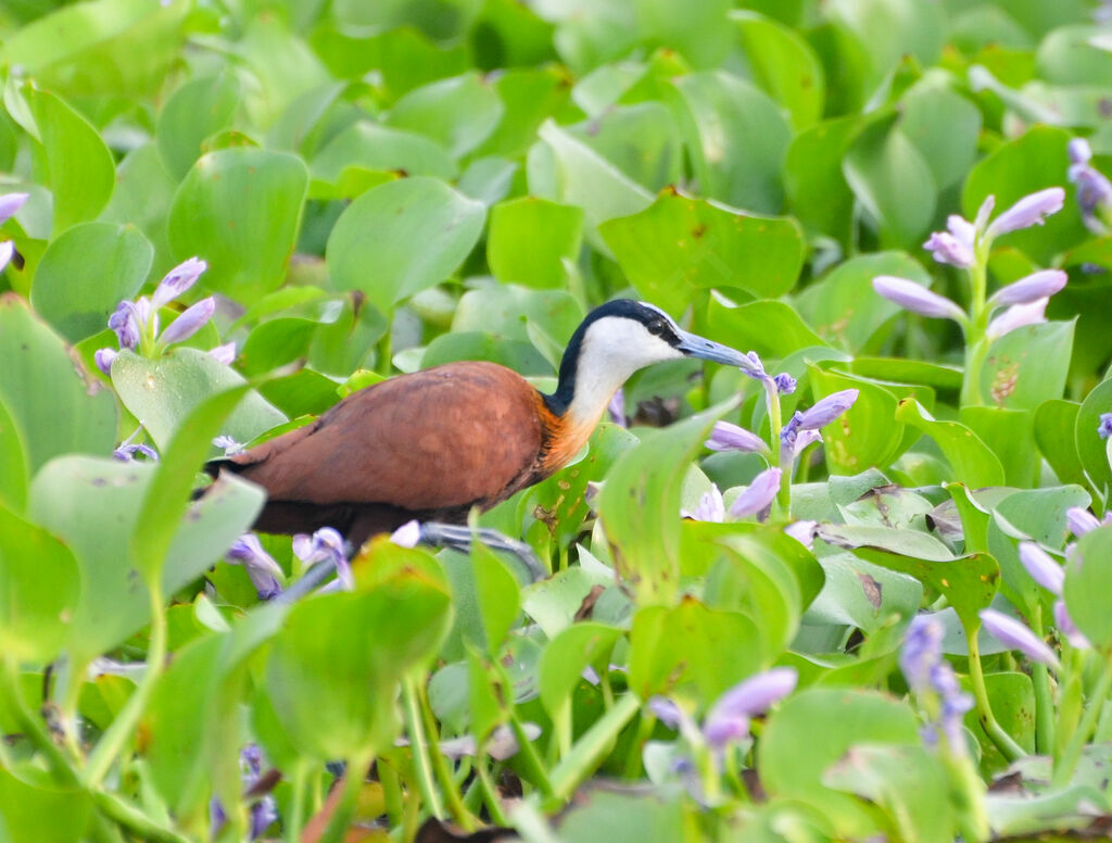 Jacana à poitrine dorée