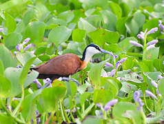 Jacana à poitrine dorée