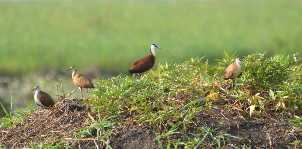 Jacana à poitrine dorée, Comportement