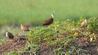 African Jacana