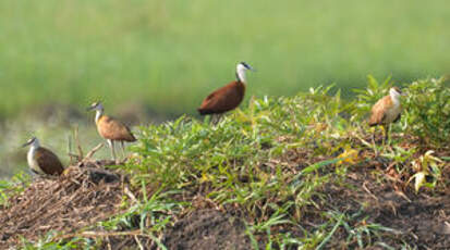 Jacana à poitrine dorée