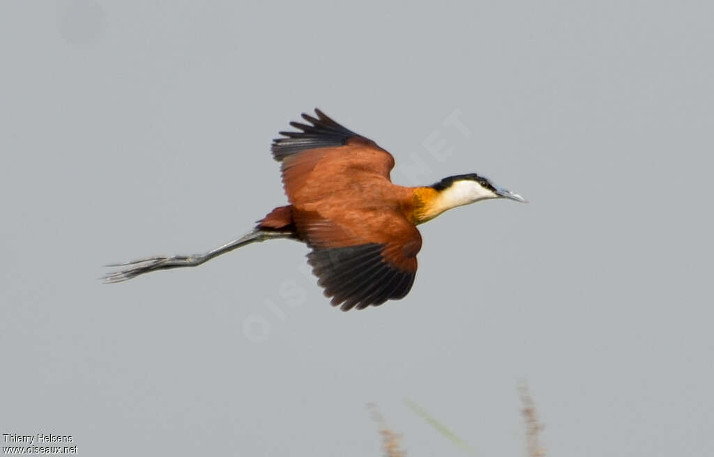 African Jacanaadult, pigmentation, Flight