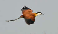 Jacana à poitrine dorée