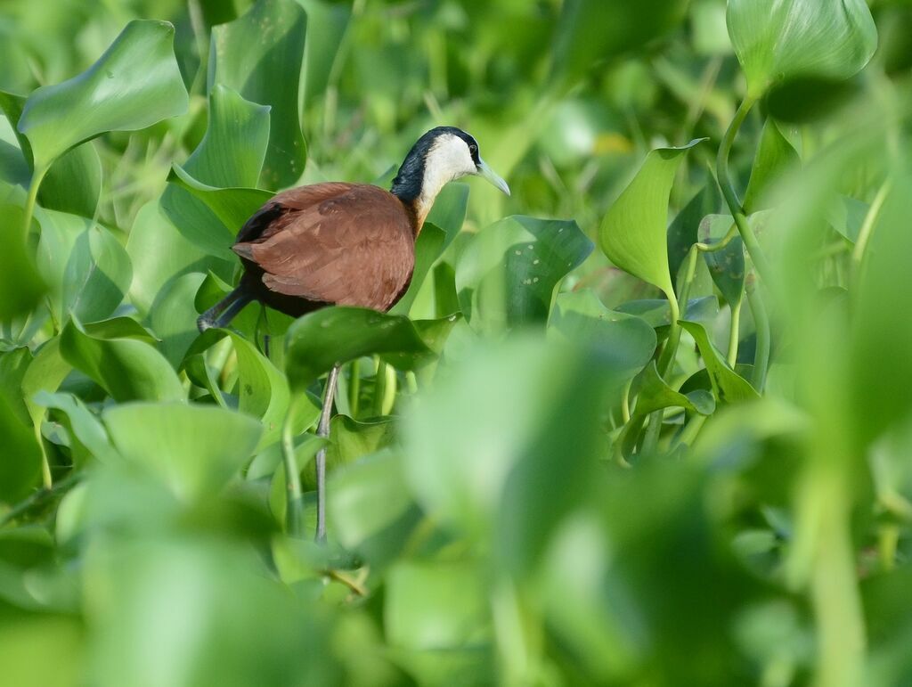 Jacana à poitrine doréeadulte, identification